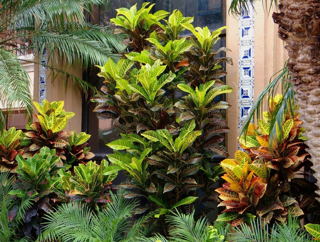 05 ANDREANUM-PETRA-BRAVO-PLAZA COLONIAL.JPG