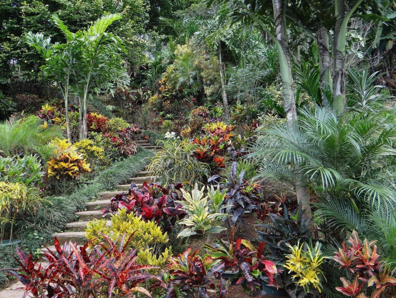 05 (TODAY) - ROBERTICO\'S HIDDEN GARDEN AS VIEWED FROM BELOW DSC07124.JPG