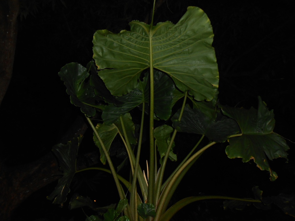 Alocasia Stingray 1.JPG