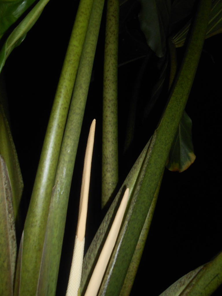 Alocasia Stingray 2.JPG