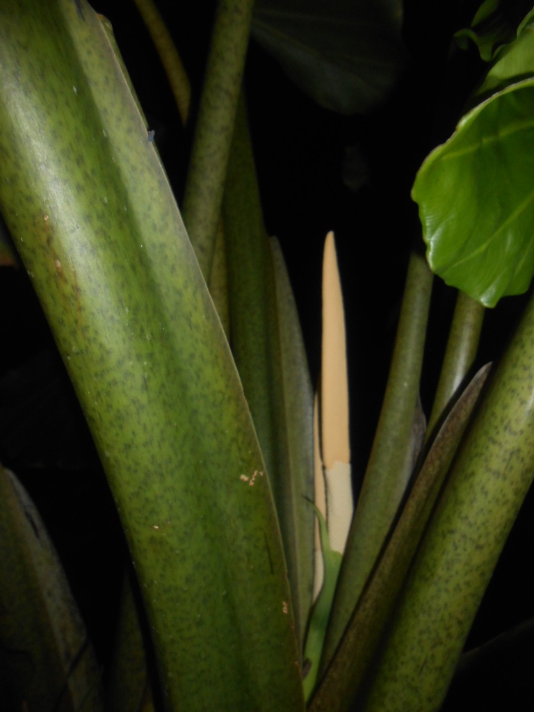Alocasia Stingray 3.JPG
