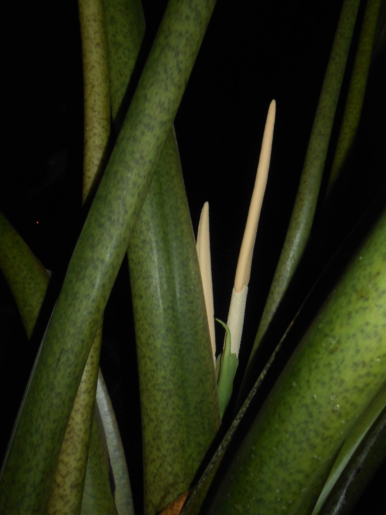 Alocasia Stingray 4.JPG