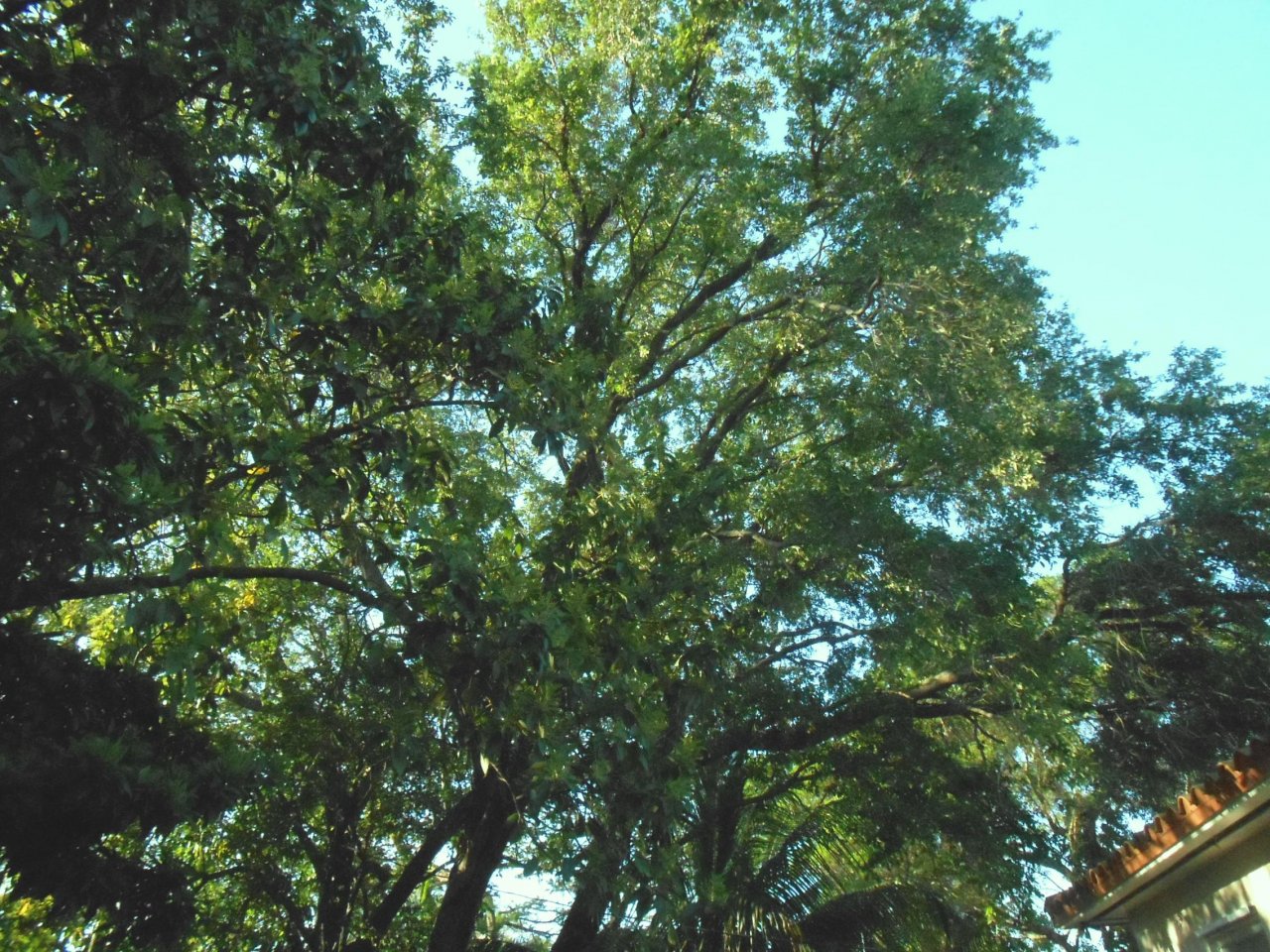 Auction Oak.JPG