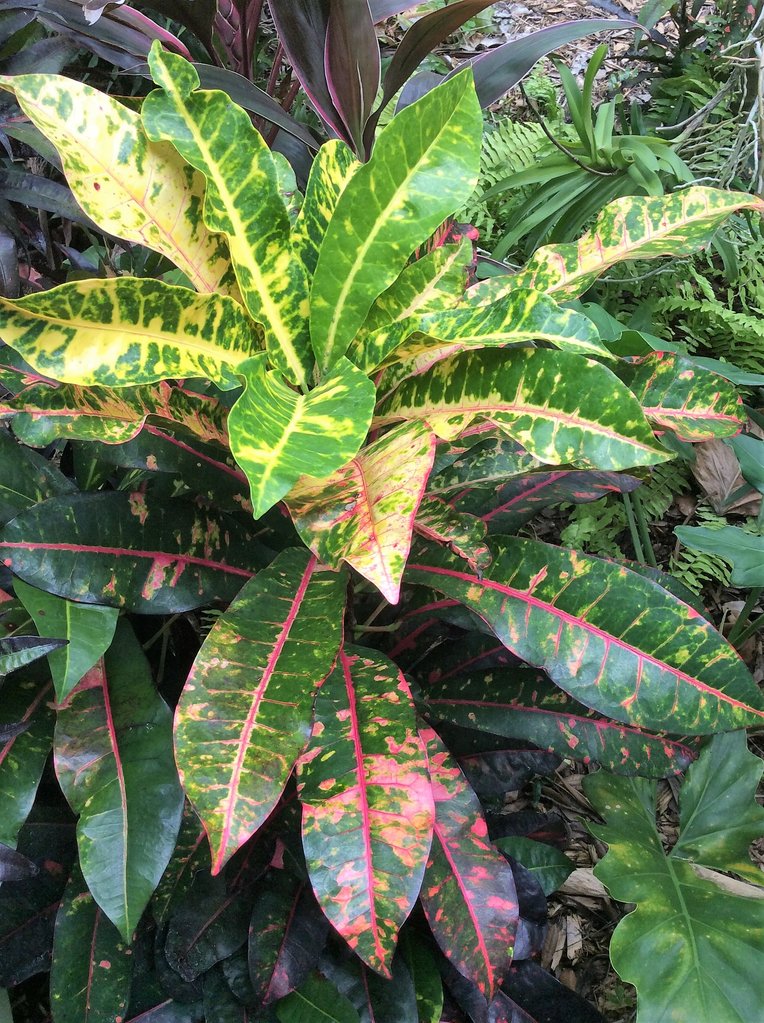 Best Hawaiian October.JPG