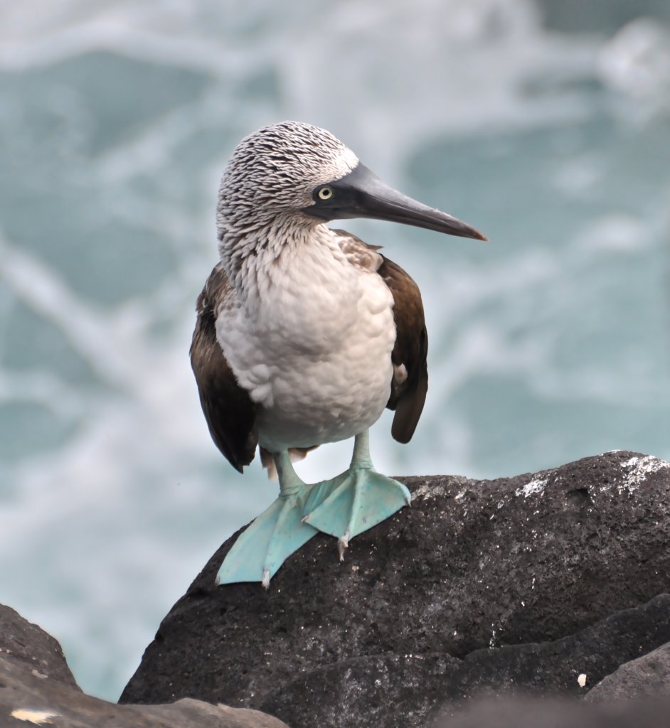 Blue footed booby- Ana.JPG
