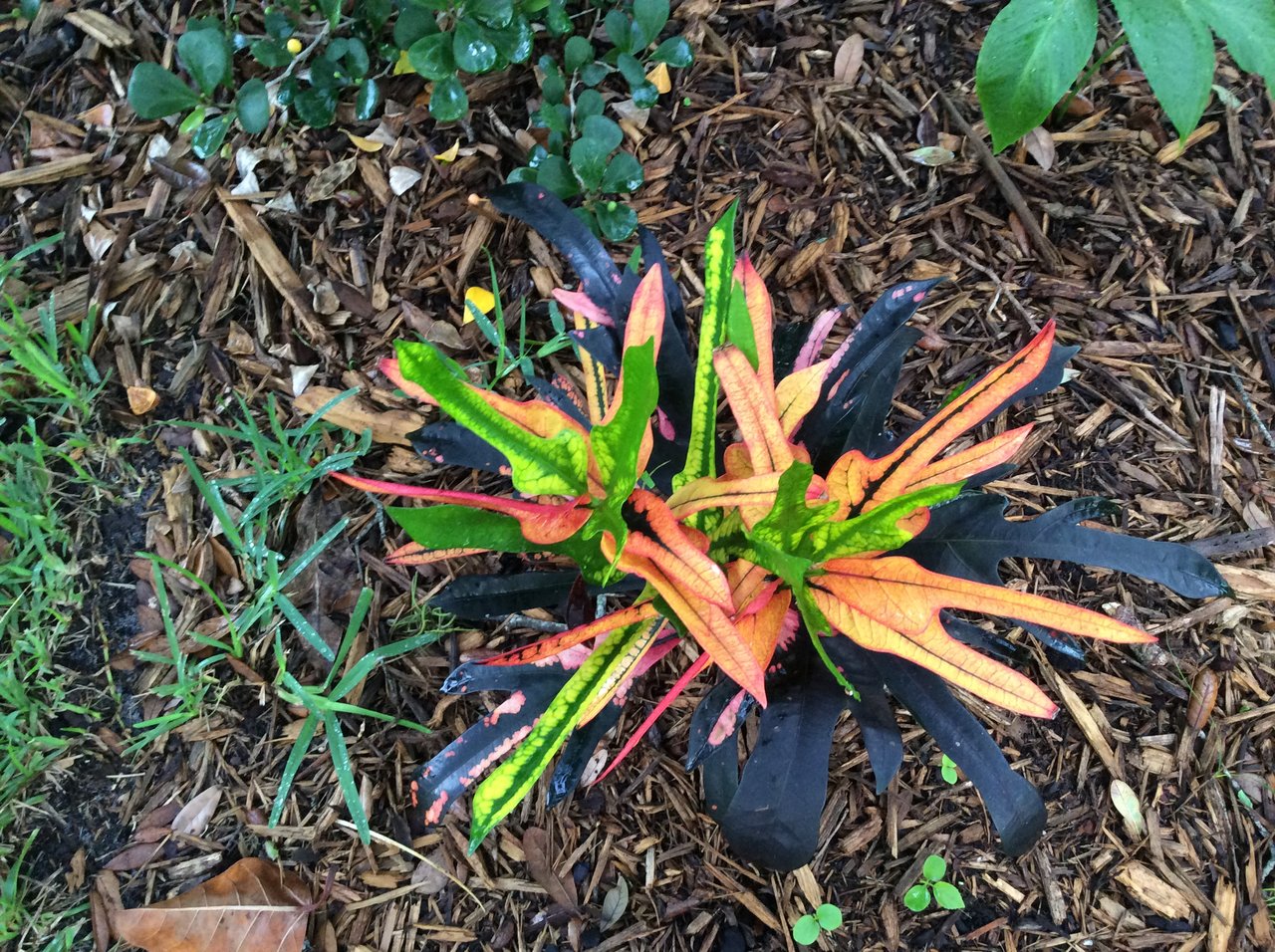 Bob Sabourne Hybrid.JPG