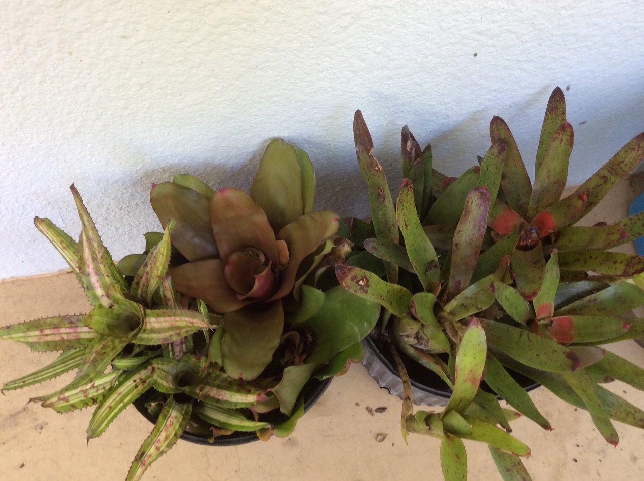 Bromeliads 1.JPG