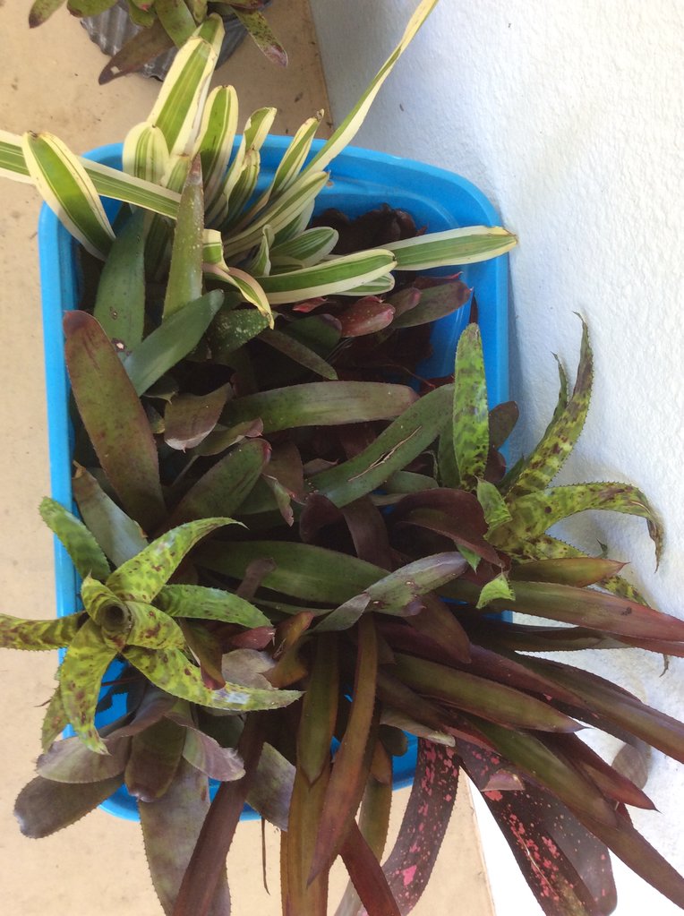 Bromeliads 2.JPG
