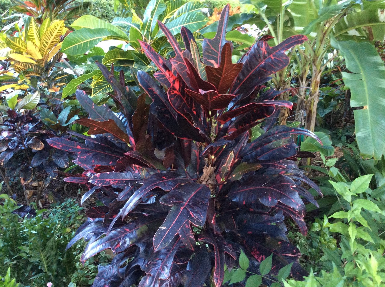 Charles Rutherford.JPG