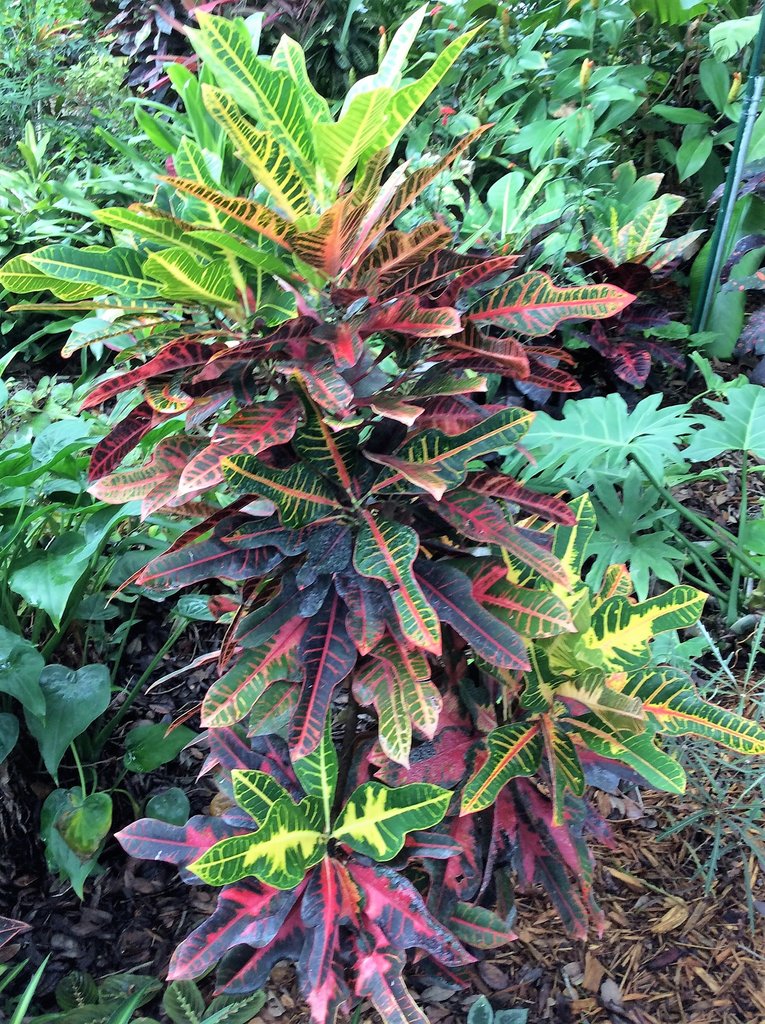 Colonel Lindberg.JPG