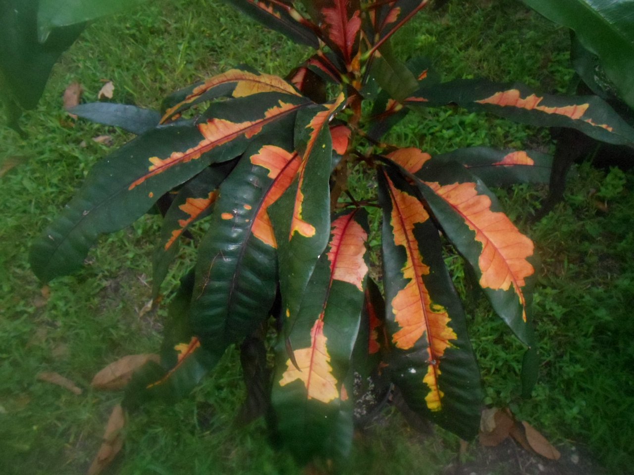 Comte\' de Castelaine 2.JPG