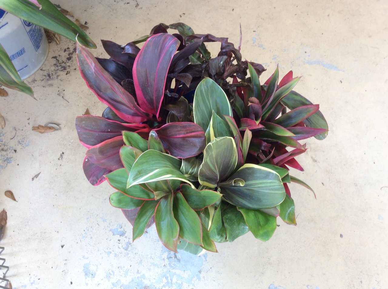 Cordylines Small.JPG