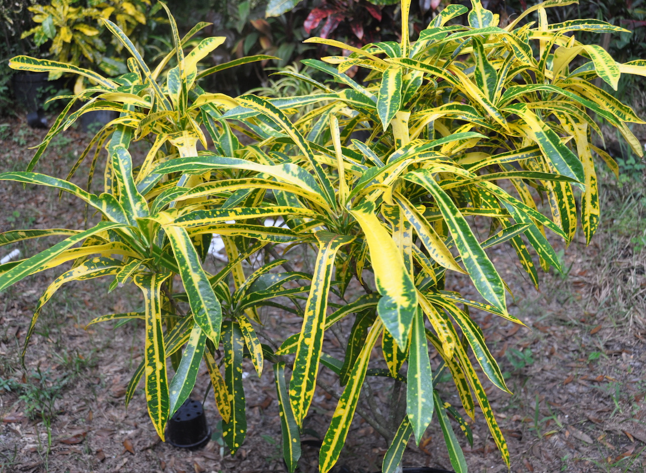 David Murphy-Keith.JPG