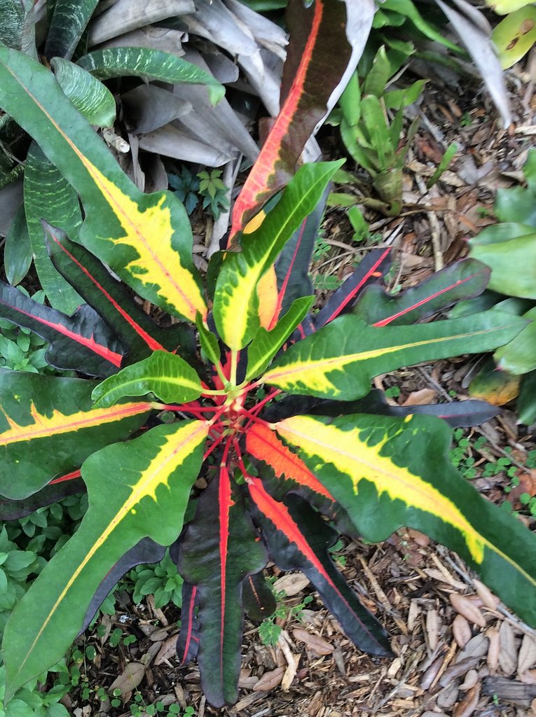 David Seedling Maybe.JPG