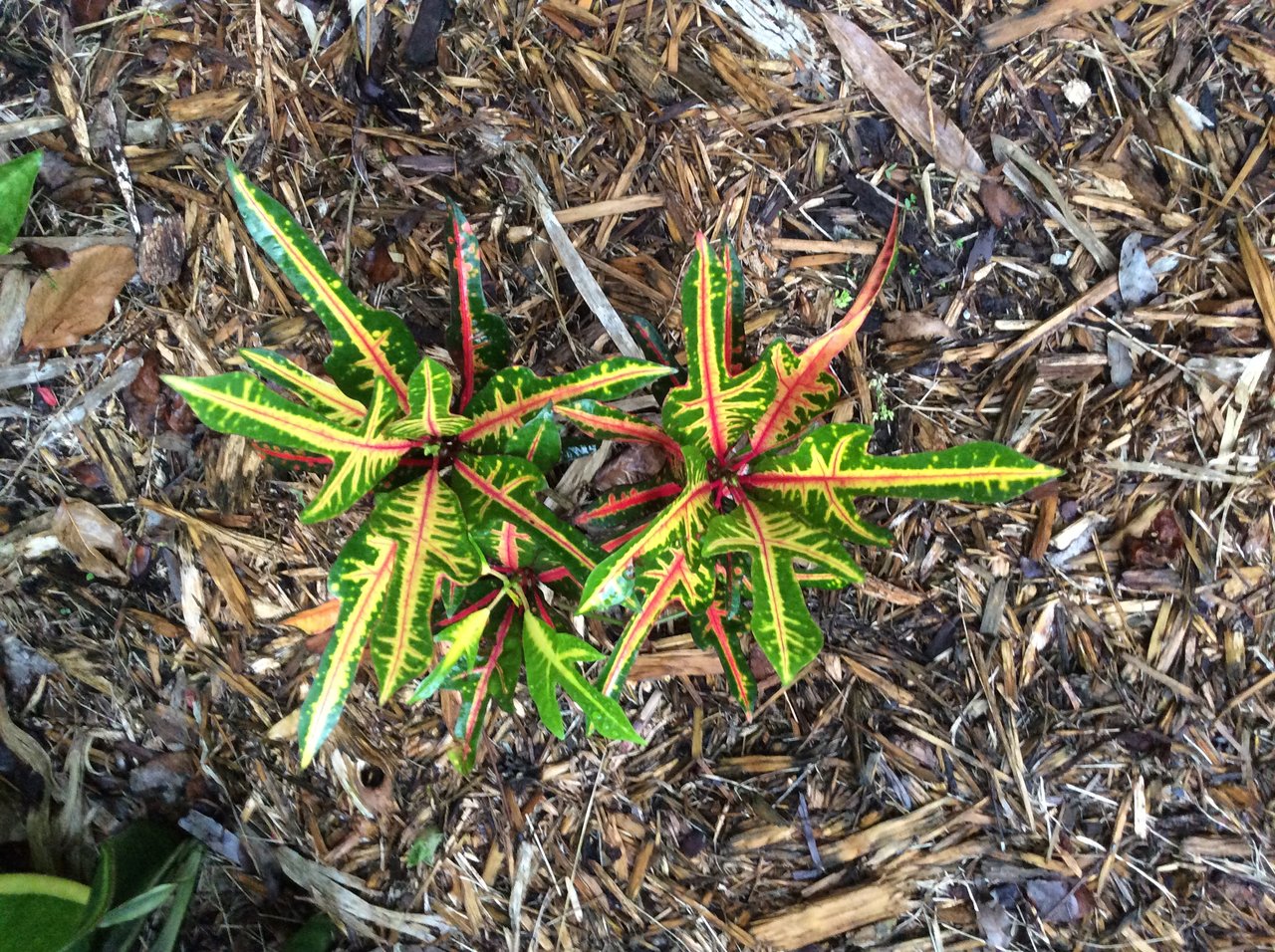 David's Unknown 1.JPG