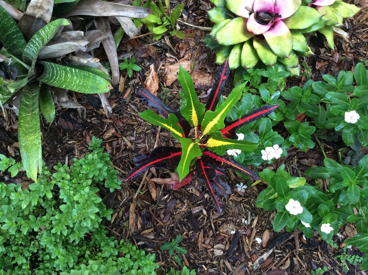 David's Unknown 2.JPG