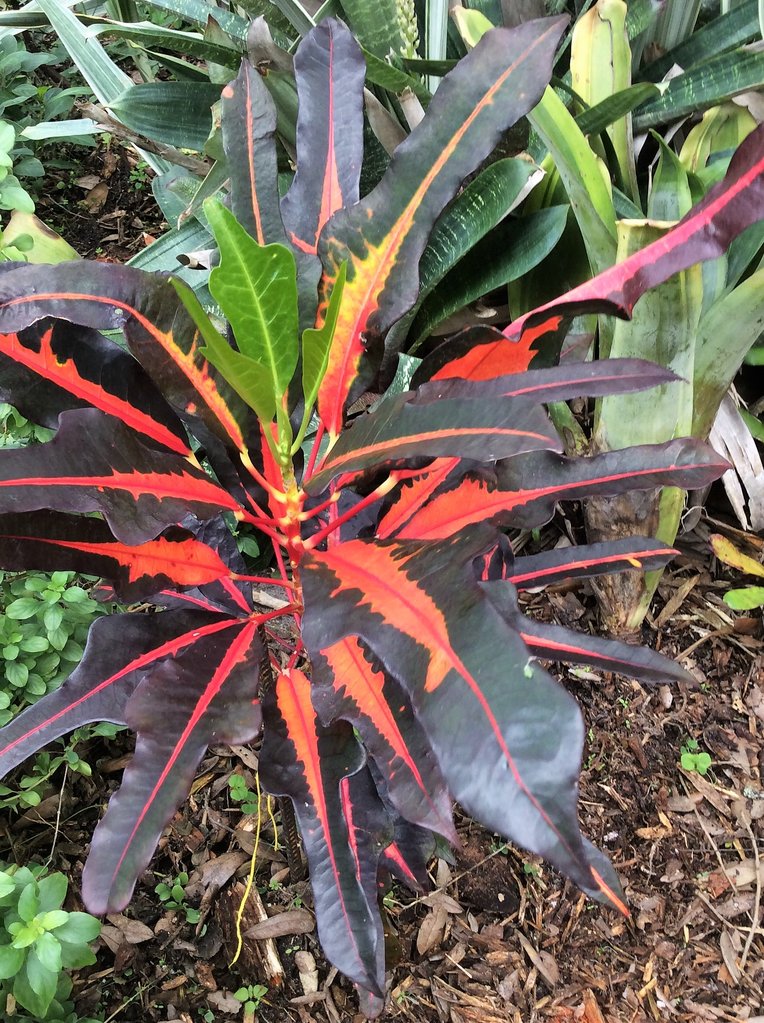 David's Unknown New.JPG