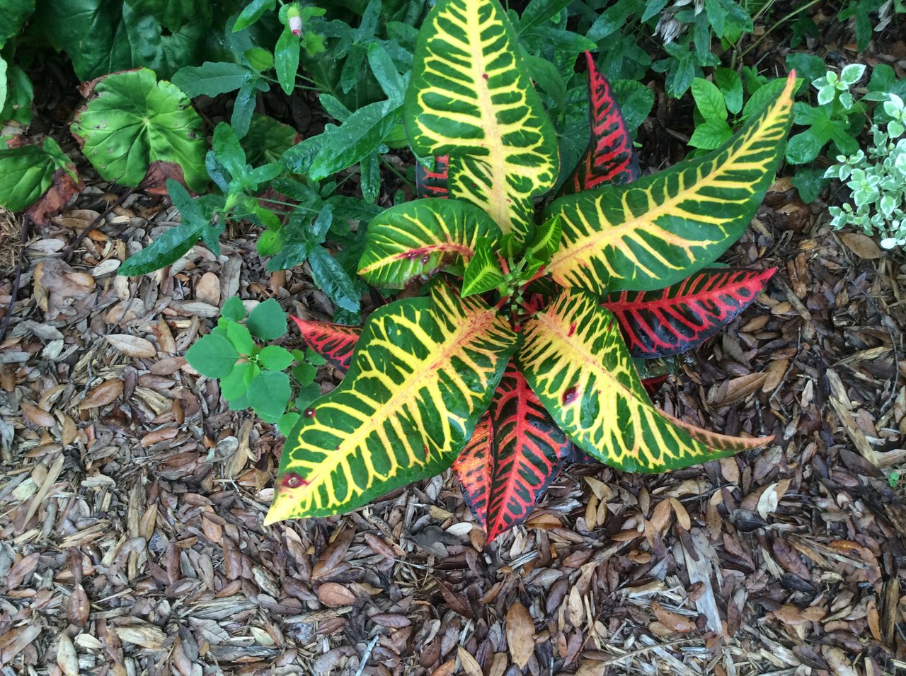 Davis Estate Unknown.JPG