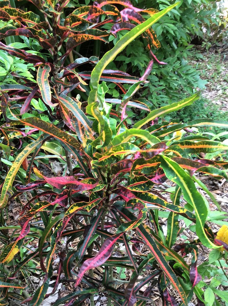 Firecracker October.JPG