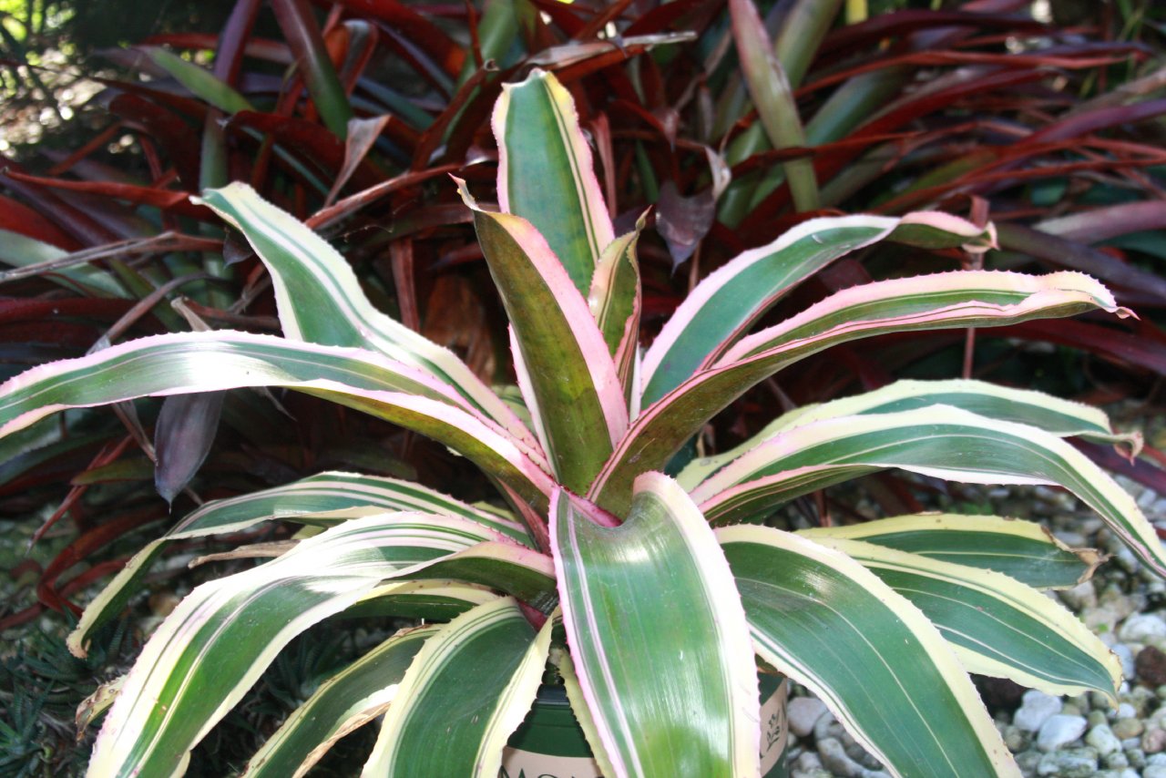 FotoFlexer_Photo inkwell.jpg