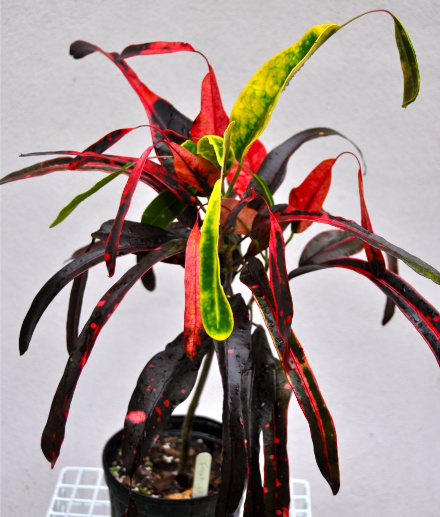 Freak Show-Keith.jpg