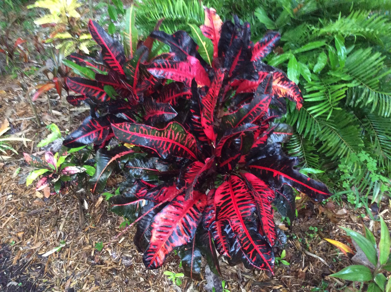 General MacArthur.JPG