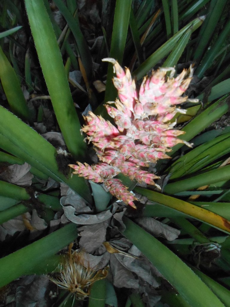 Guerilla Planting 12.JPG