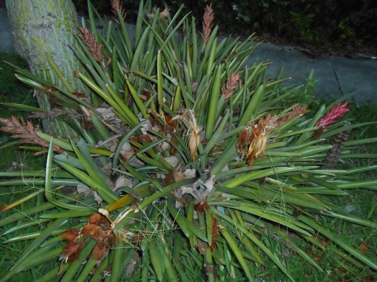 Guerilla Planting 13.JPG