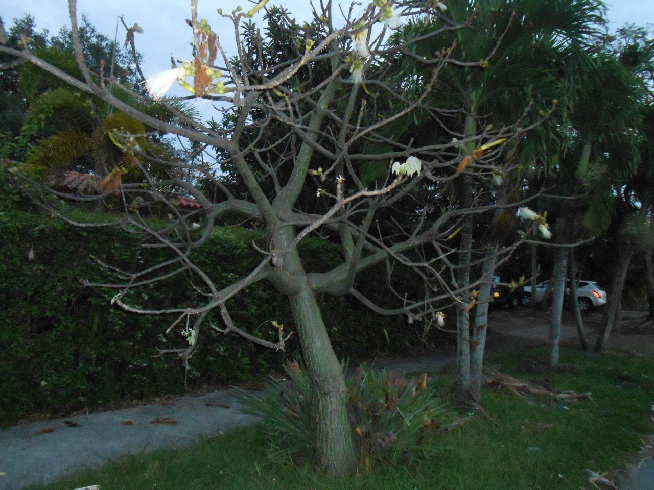 Guerilla Planting 16 Psudo Bom.JPG