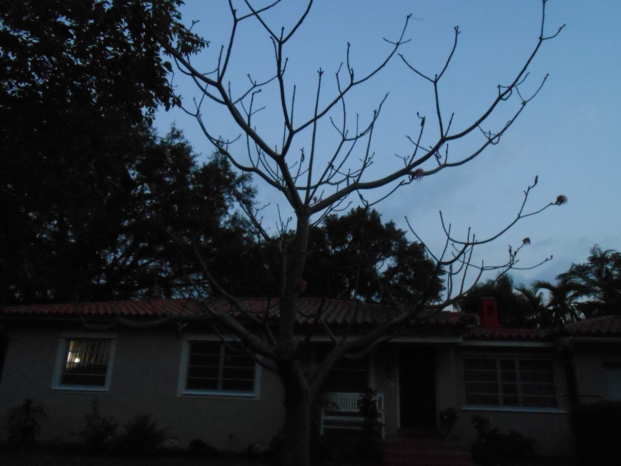 Guerilla Planting 18 Psudo Bom P.JPG