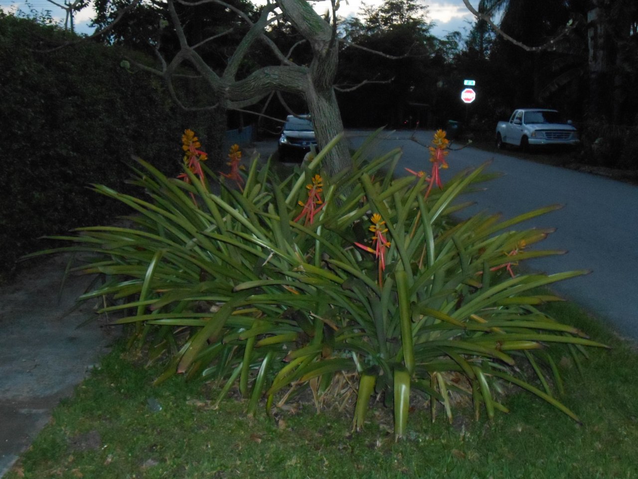 Guerilla Planting 20.JPG