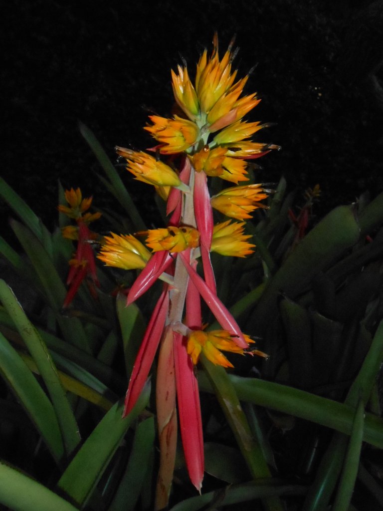 Guerilla Planting 22.JPG