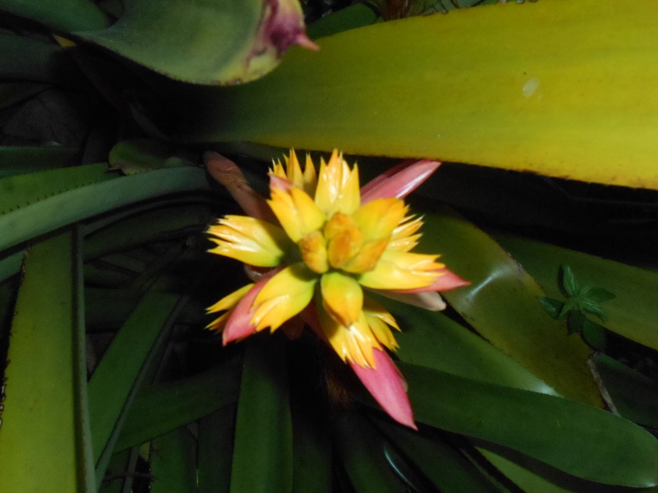 Guerilla Planting 23.JPG