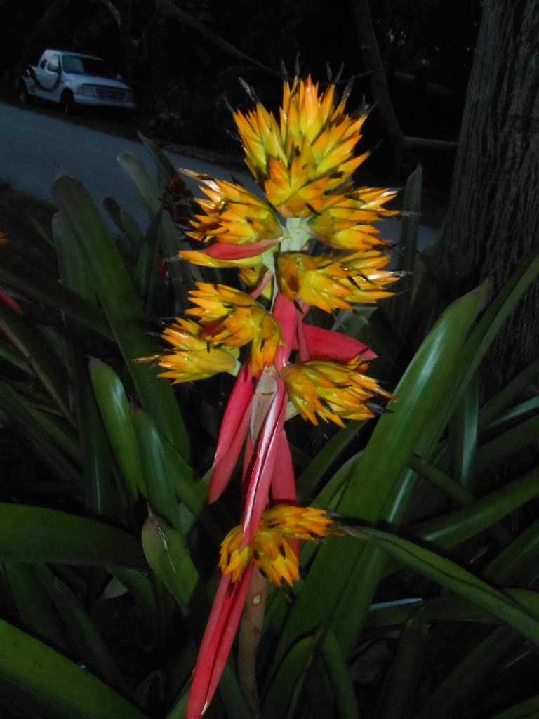 Guerilla Planting 24.JPG