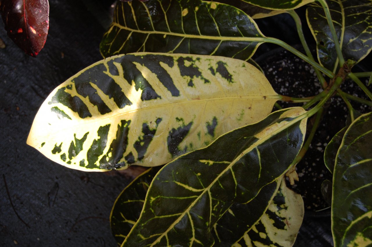 Halgrims Bob Alonso 2.JPG