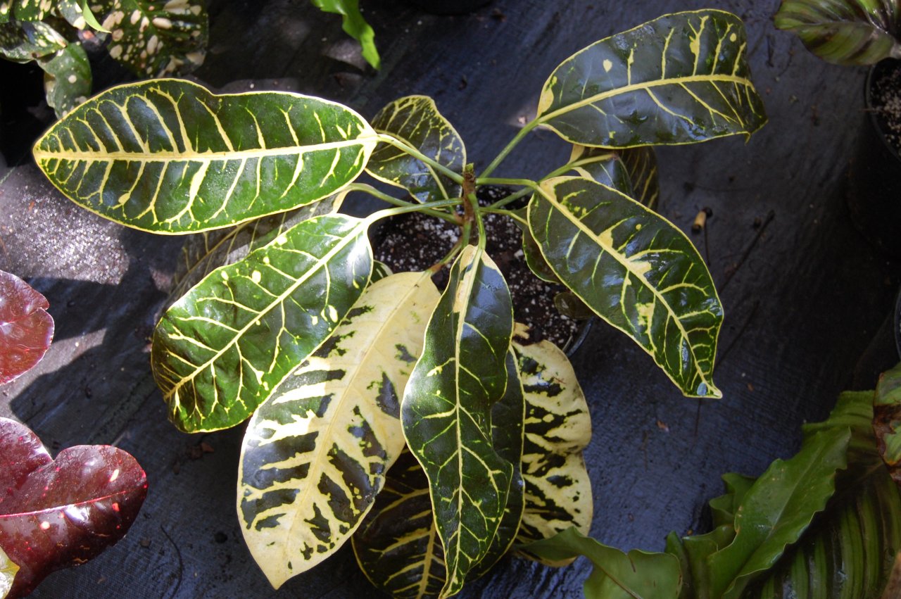 Halgrims Bob Alonso.JPG