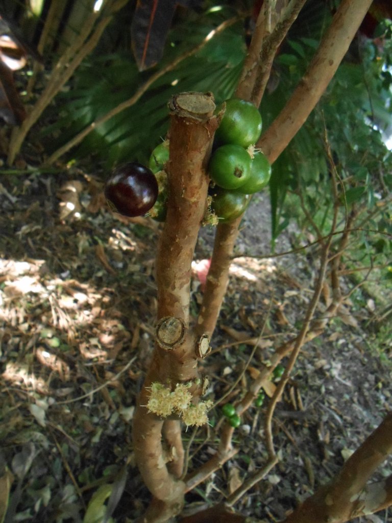 Jaboticaba 1.JPG