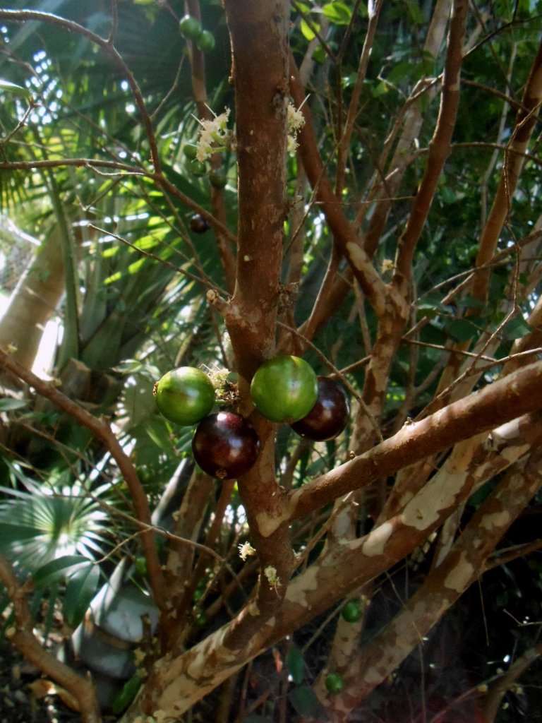 Jaboticaba 2.JPG