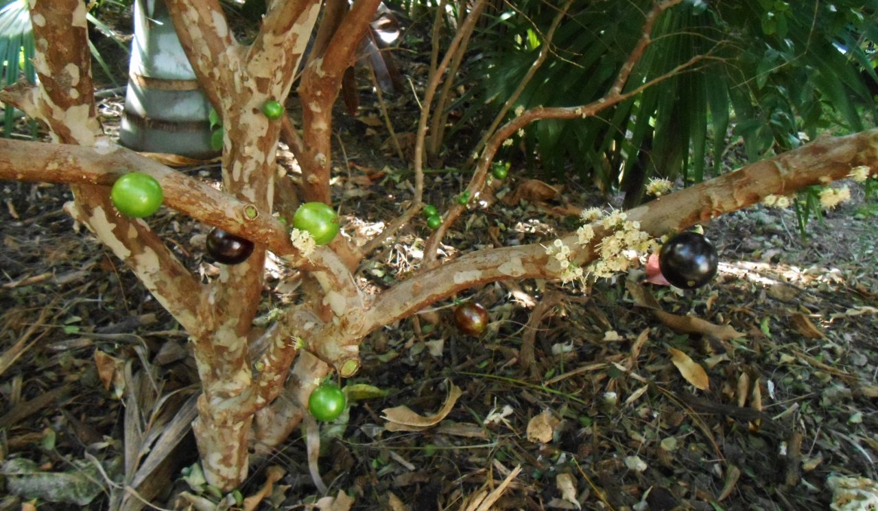 Jaboticaba 3.JPG