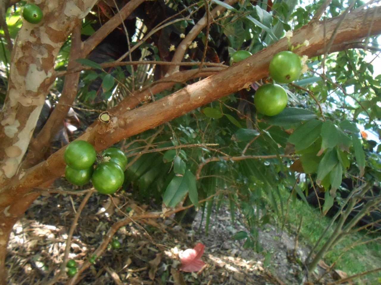 Jaboticaba 4.JPG