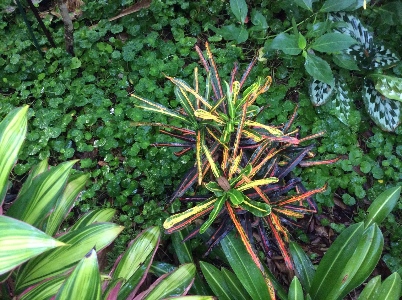 Lauren's Rainbow.JPG