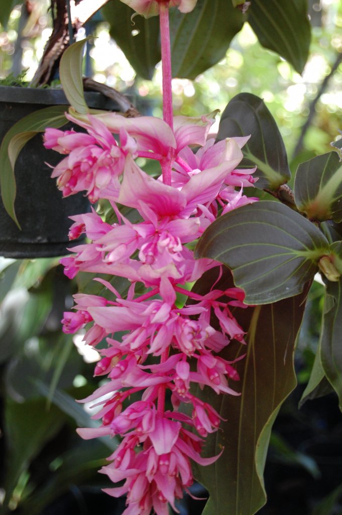 Med. La Dolce Vita.JPG