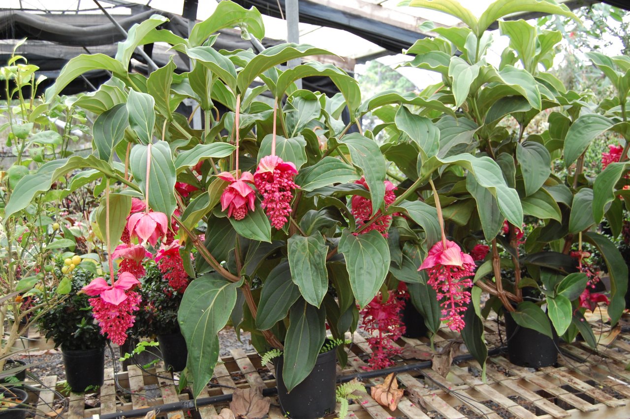 Medinilla Firebird.JPG