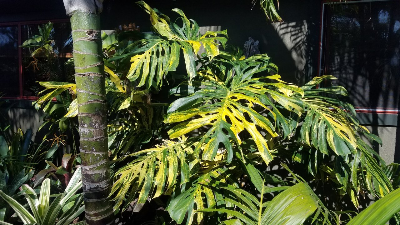 Monstera.jpeg