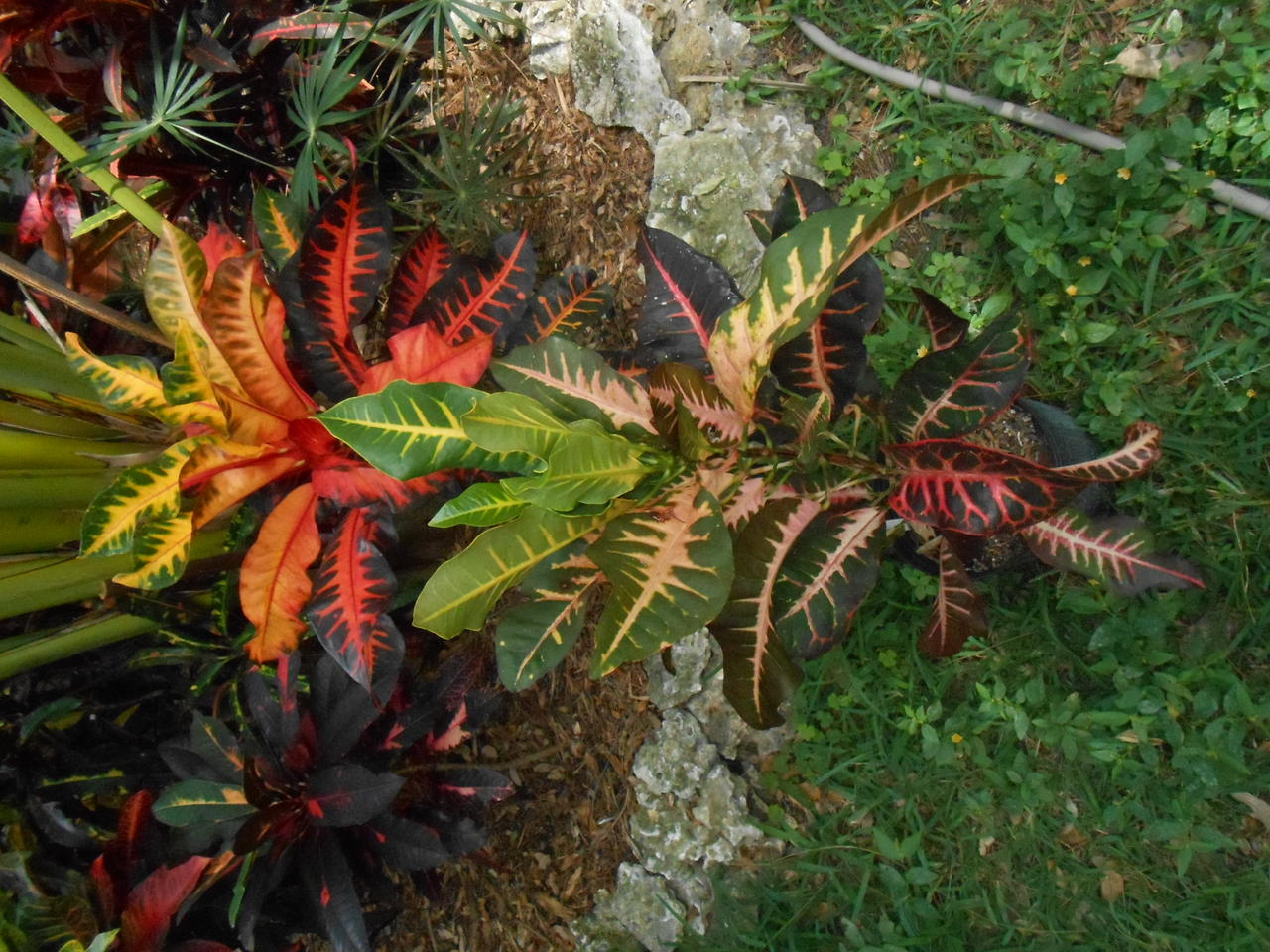 Pops & Herringbone.jpg