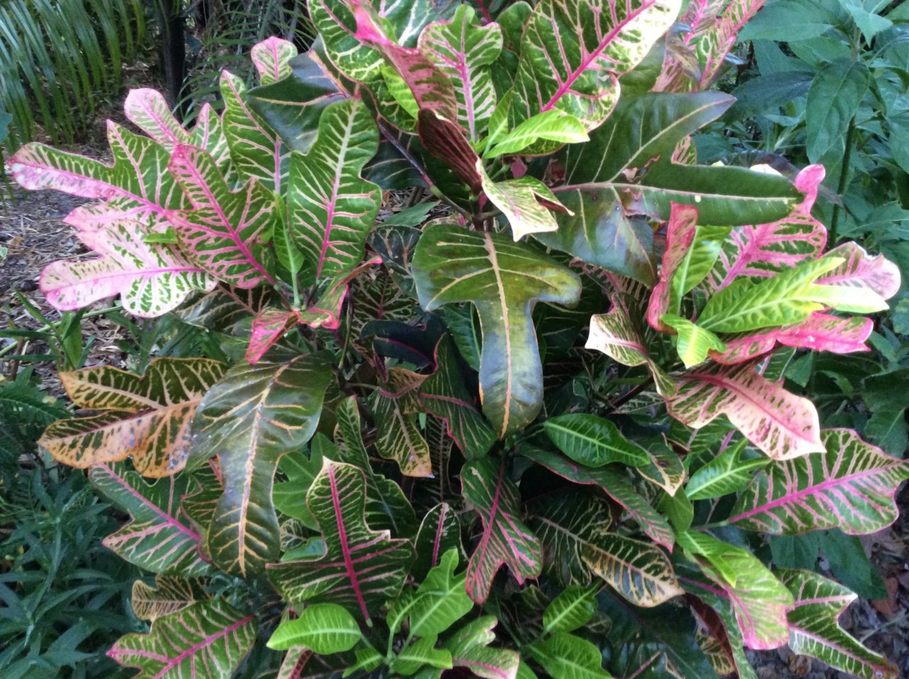 Princess Eugenia.JPG