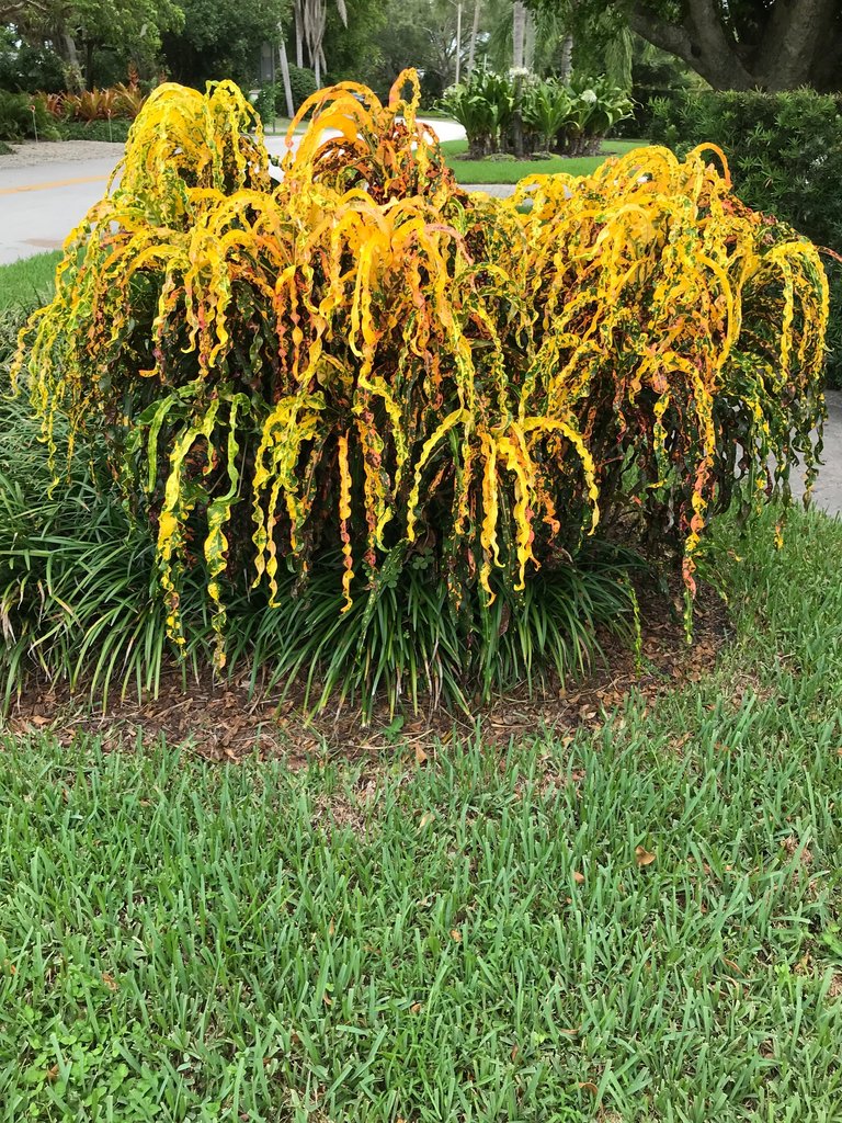 Spectacular Dreadlocks.jpg
