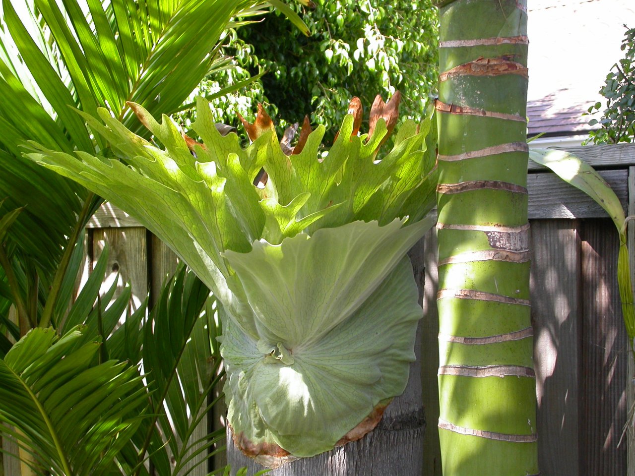 Staghorn Ferns 001.JPG