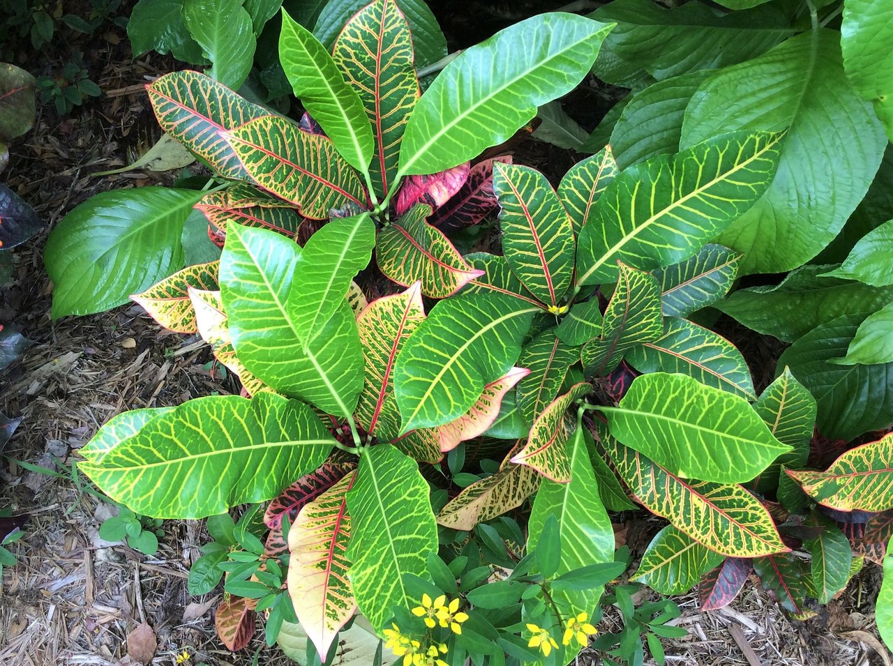 Super California.JPG