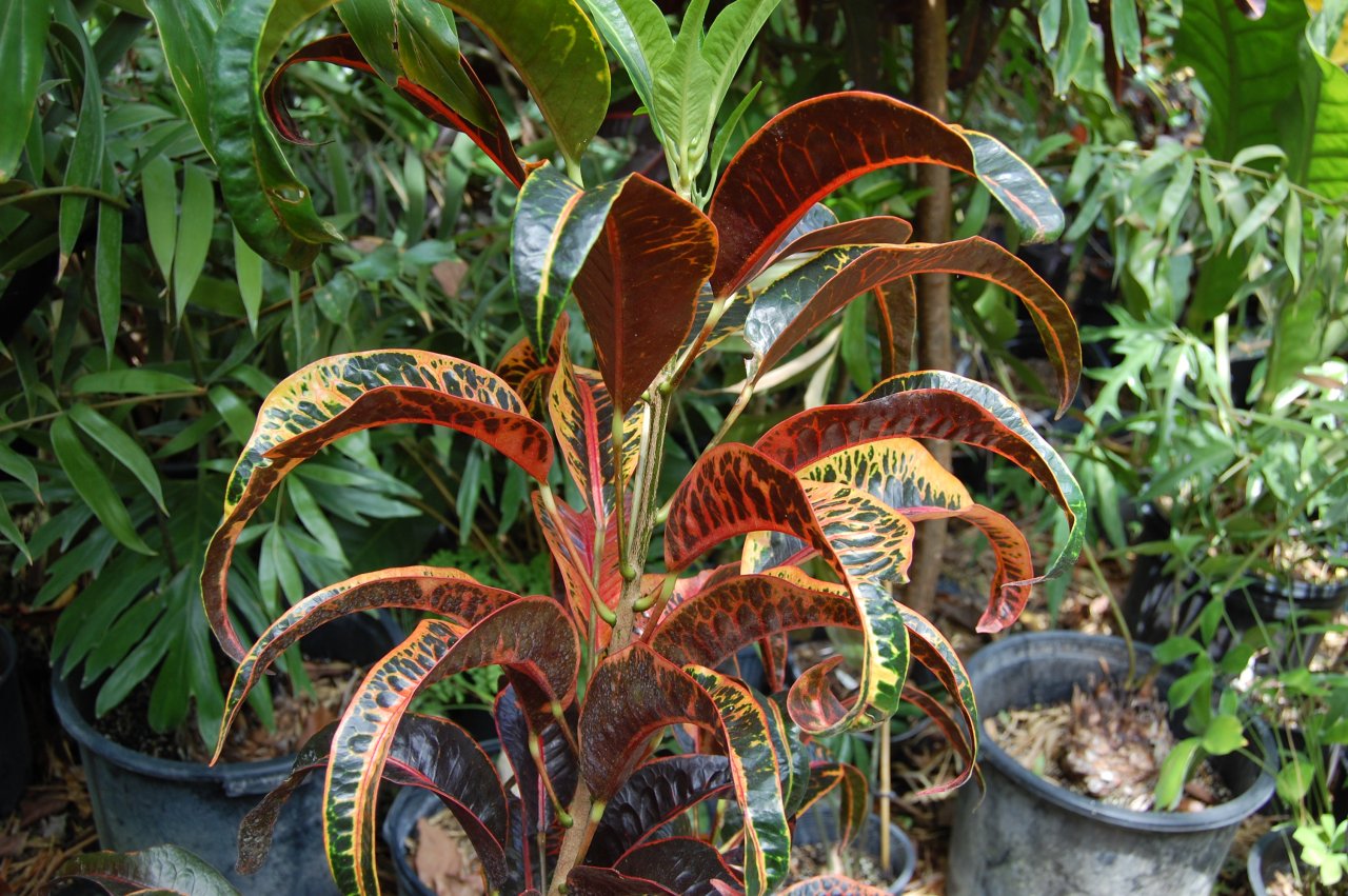 Tangerine Twist 5.JPG